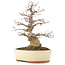 Acer palmatum, 30,5 cm, ± 20 años