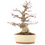 Acer palmatum, 30,5 cm, ± 20 anni