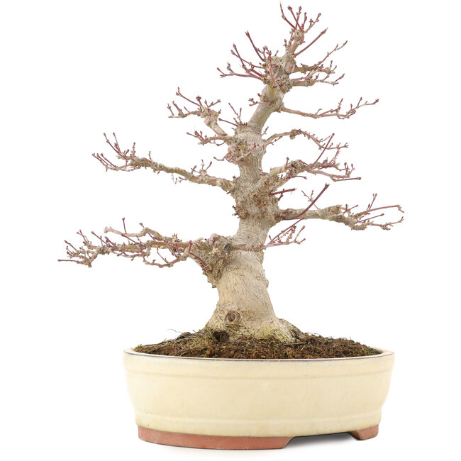 Acer palmatum, 30,5 cm, ± 20 years old