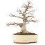 Acer palmatum, 30,5 cm, ± 20 anni