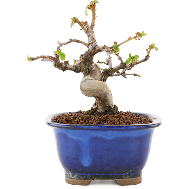 Pseudocydonia sinensis, 12 cm, ± 12 ans