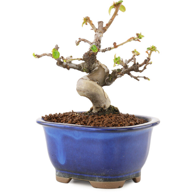 Pseudocydonia sinensis, 12 cm, ± 12 jaar oud