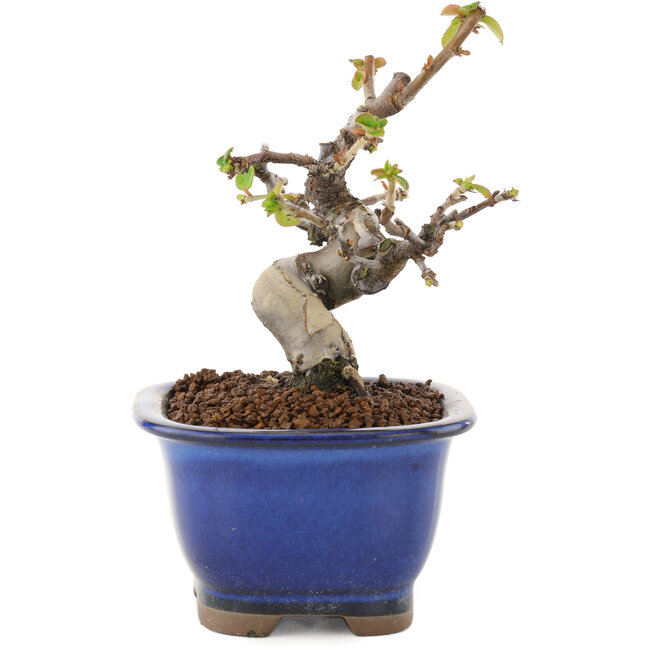 Pseudocydonia sinensis, 12 cm, ± 12 years old