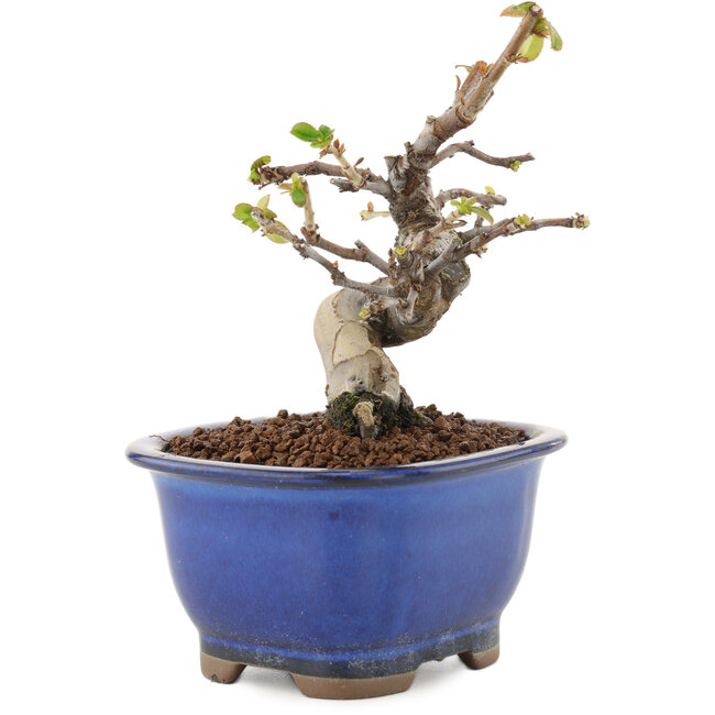 Pseudocydonia sinensis, 12 cm, ± 12 Jahre alt