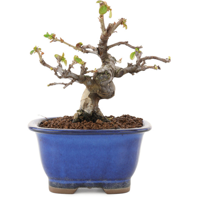 Pseudocydonia sinensis, 12 cm, ± 12 years old