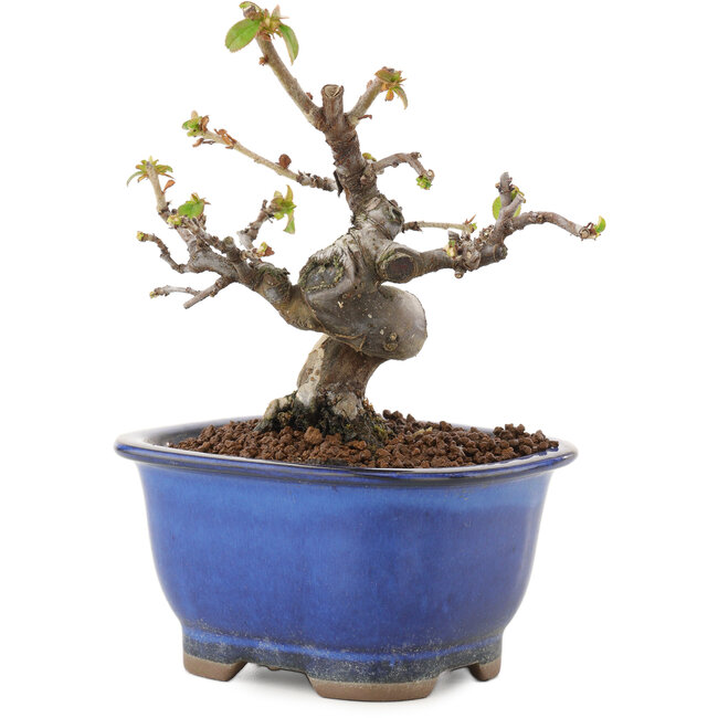 Pseudocydonia sinensis, 12 cm, ± 12 jaar oud