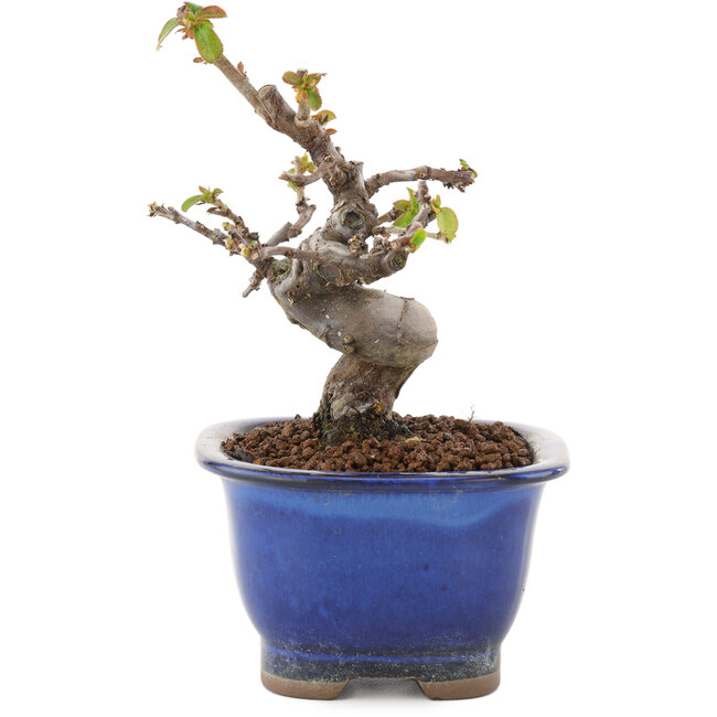 Pseudocydonia sinensis, 12 cm, ± 12 jaar oud