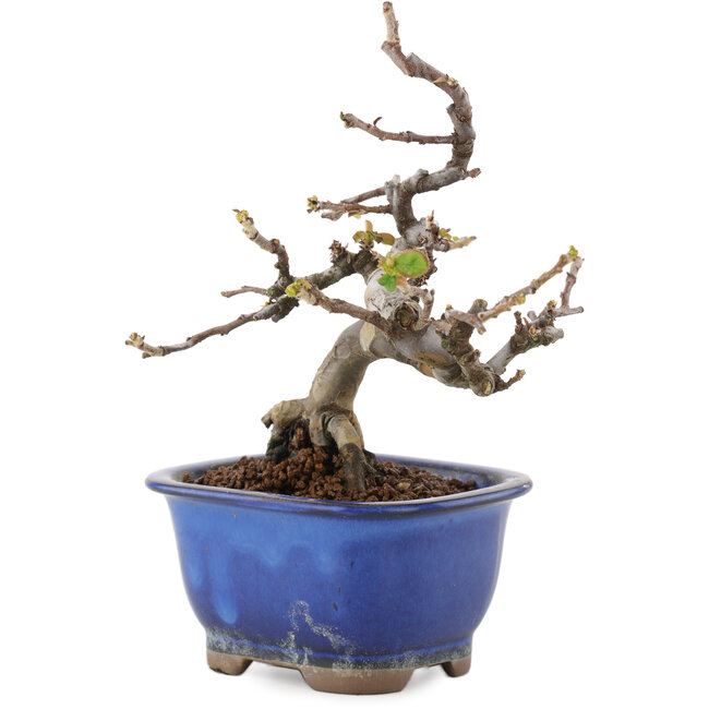 Pseudocydonia sinensis, 15,5 cm, ± 12 Jahre alt