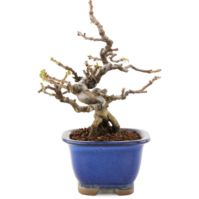 Pseudocydonia sinensis, 15,5 cm, ± 12 years old