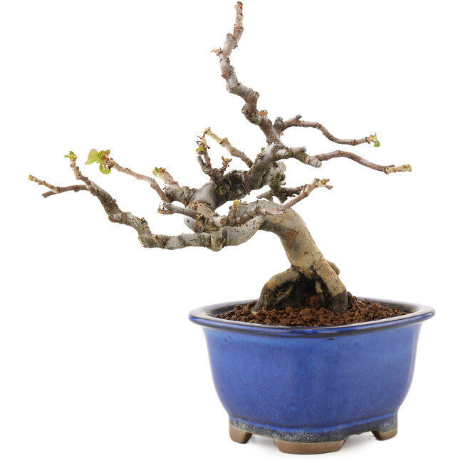 Pseudocydonia sinensis, 15,5 cm, ± 12 anni