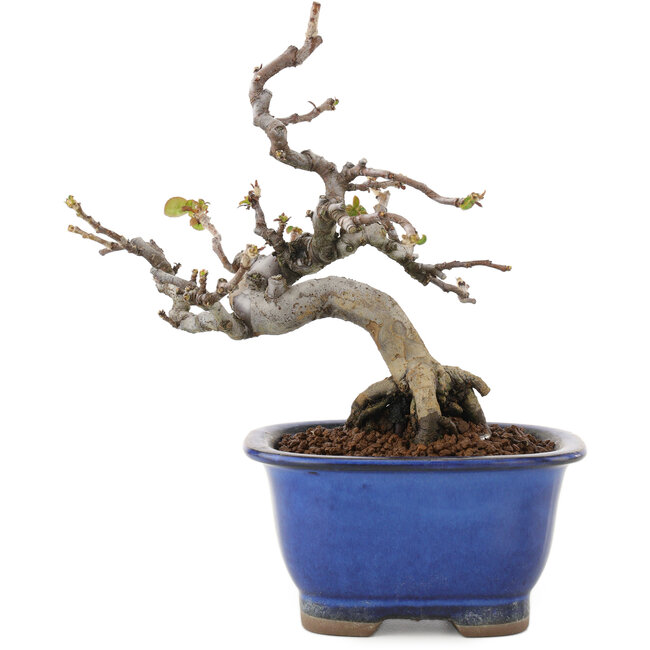 Pseudocydonia sinensis, 15,5 cm, ± 12 ans