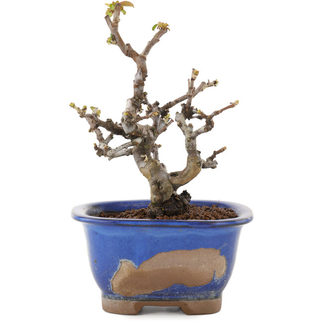 Pseudocydonia sinensis, 14,5 cm, ± 12 anni, in un vaso con scaglie di smalto