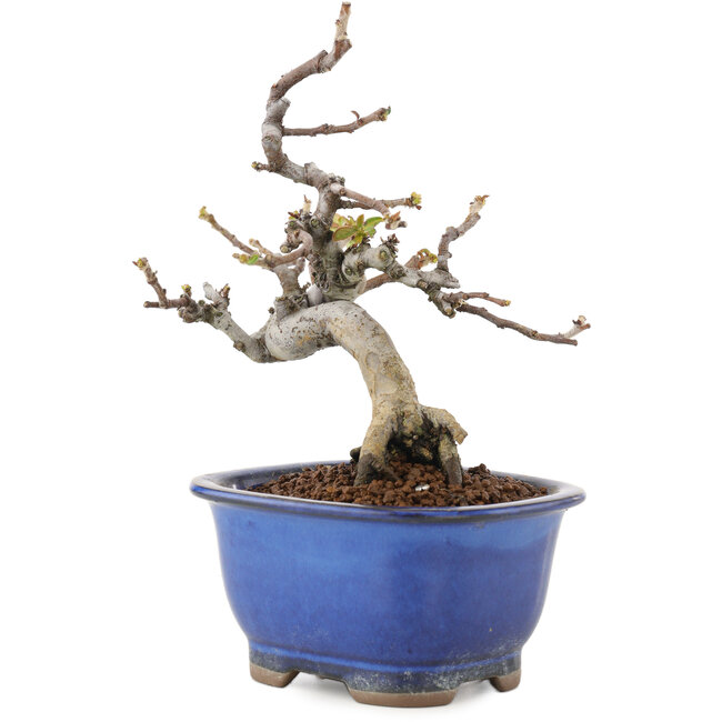 Pseudocydonia sinensis, 15,5 cm, ± 12 jaar oud