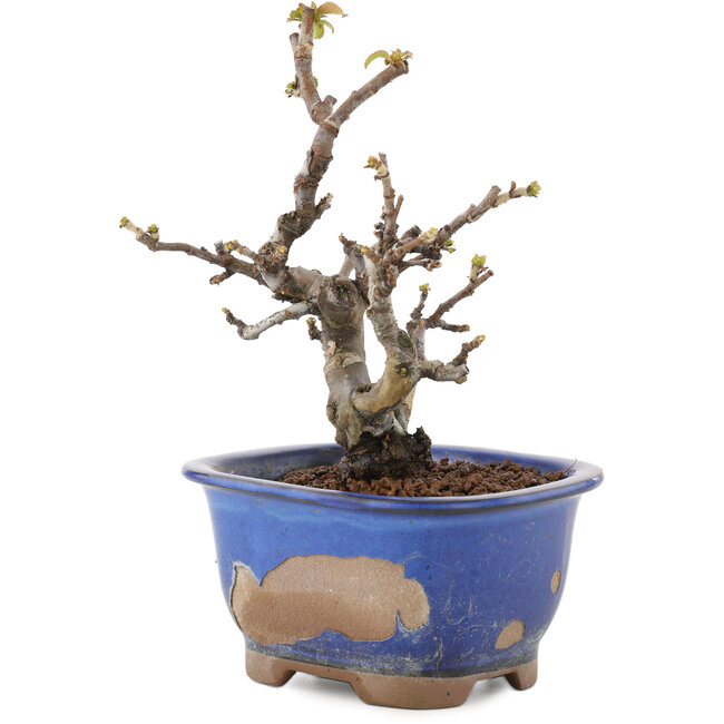 Pseudocydonia sinensis, 14,5 cm, ± 12 years old, in a pot with chips of the glaze