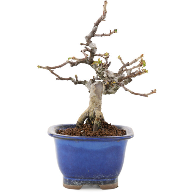 Pseudocydonia sinensis, 15,5 cm, ± 12 años