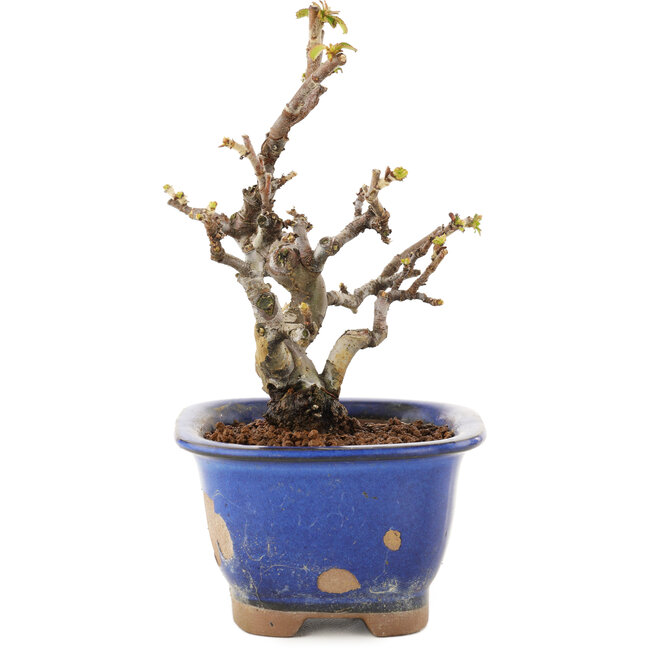 Pseudocydonia sinensis, 14,5 cm, ± 12 años, en una olla con trocitos de glaseado