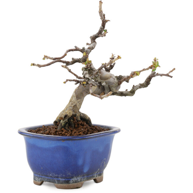 Pseudocydonia sinensis, 15,5 cm, ± 12 ans