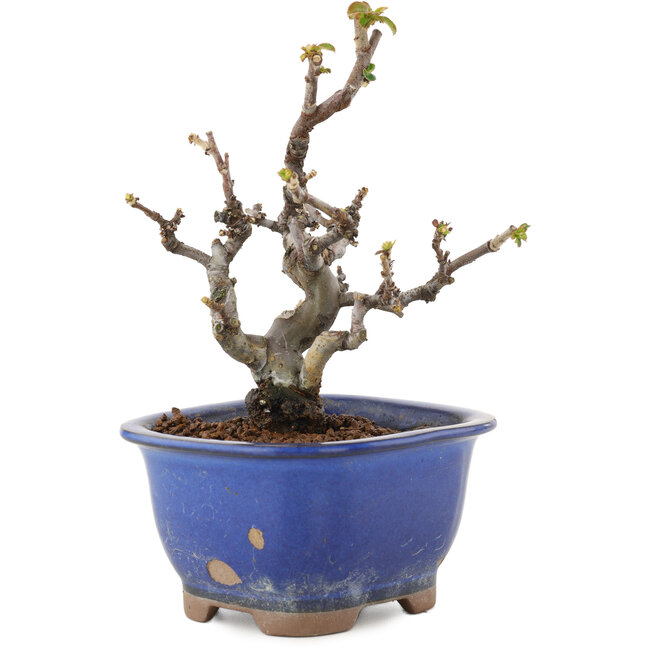 Pseudocydonia sinensis, 14,5 cm, ± 12 Jahre alt, in einem Topf mit Glasursplittern
