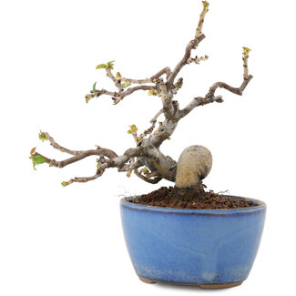 Pseudocydonia sinensis, 13,5 cm, ± 12 years old