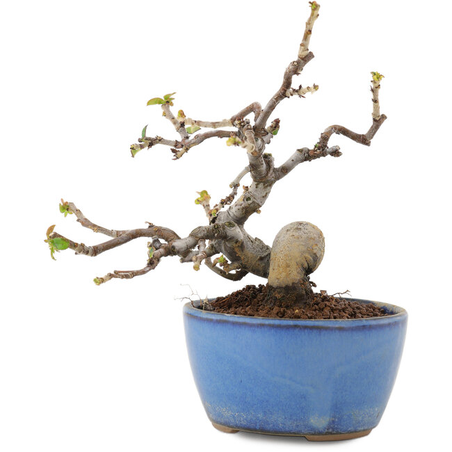 Pseudocydonia sinensis, 13,5 cm, ± 12 years old