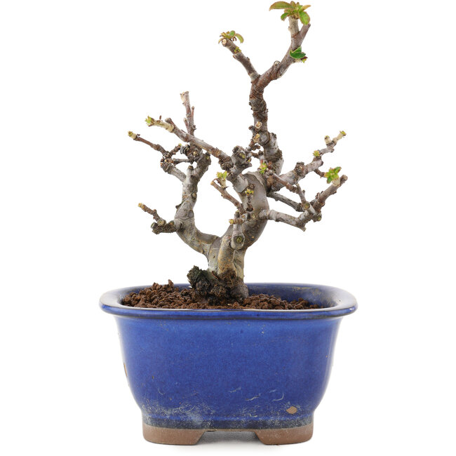 Pseudocydonia sinensis, 14,5 cm, ± 12 ans, en pot avec éclats de glaçure