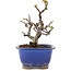Pseudocydonia sinensis, 14,5 cm, ± 12 years old, in a pot with chips of the glaze
