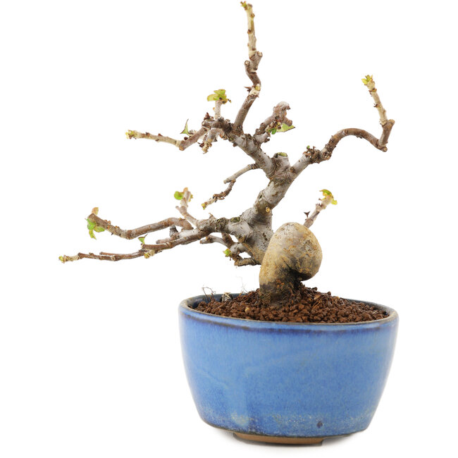 Pseudocydonia sinensis, 13,5 cm, ± 12 years old