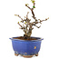 Pseudocydonia sinensis, 14,5 cm, ± 12 years old, in a pot with chips of the glaze