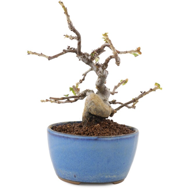 Pseudocydonia sinensis, 13,5 cm, ± 12 years old