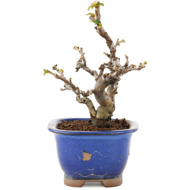 Pseudocydonia sinensis, 14,5 cm, ± 12 años, en una olla con trocitos de glaseado