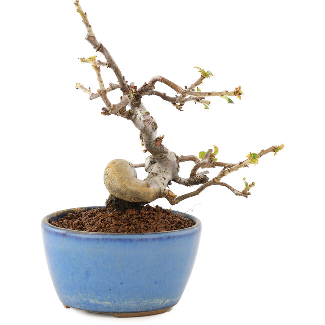 Pseudocydonia sinensis, 13,5 cm, ± 12 Jahre alt