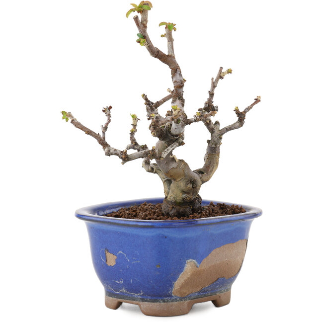 Pseudocydonia sinensis, 14,5 cm, ± 12 ans, en pot avec éclats de glaçure