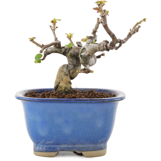 Pseudocydonia sinensis, 11 cm, ± 12 Jahre alt