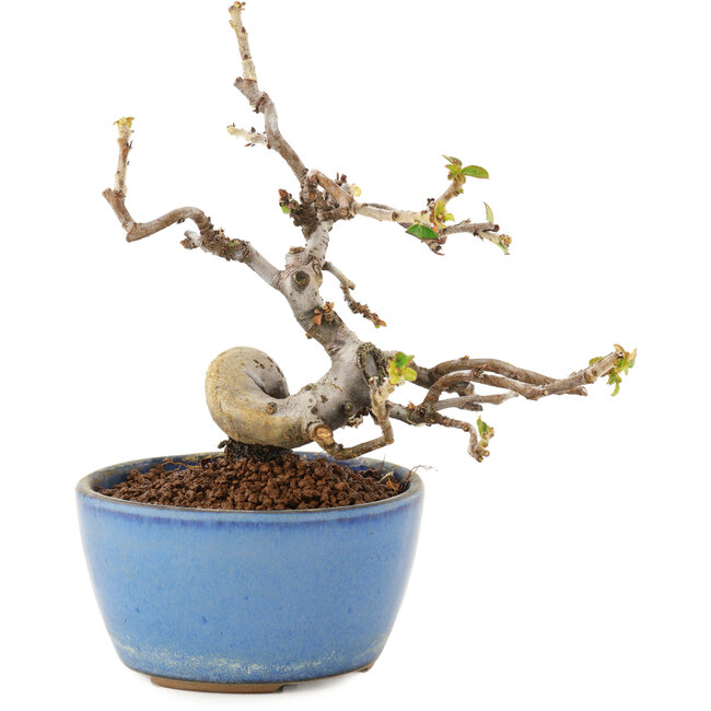 Pseudocydonia sinensis, 13,5 cm, ± 12 years old