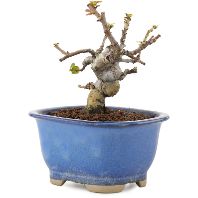 Pseudocydonia sinensis, 11 cm, ± 12 years old