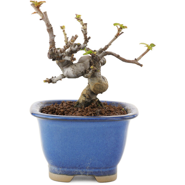 Pseudocydonia sinensis, 11 cm, ± 12 years old