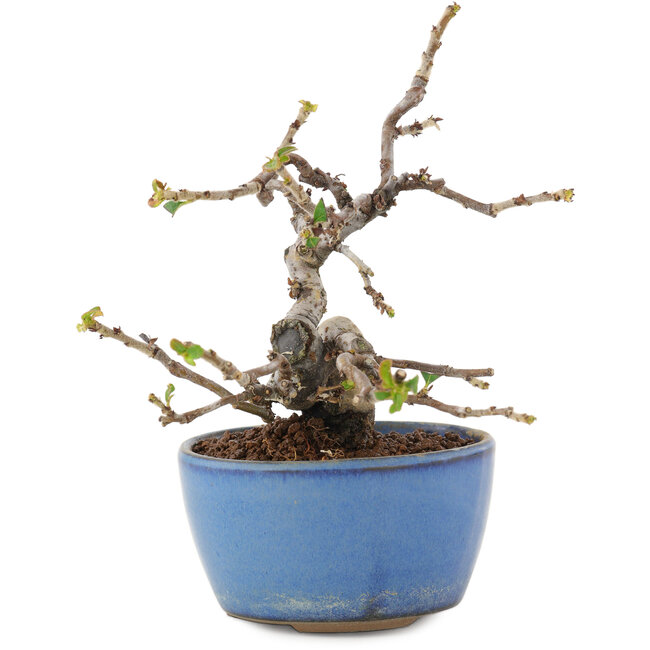 Pseudocydonia sinensis, 13,5 cm, ± 12 anni