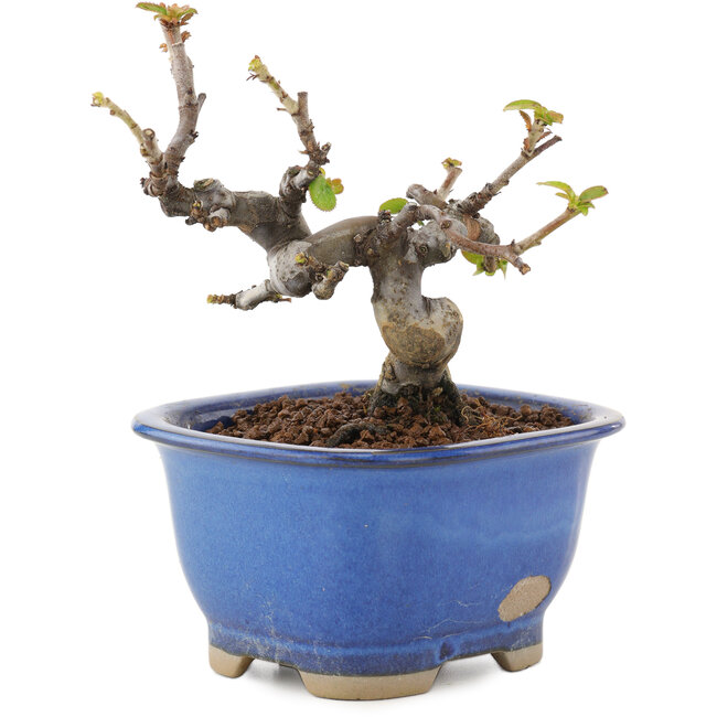 Pseudocydonia sinensis, 11 cm, ± 12 years old