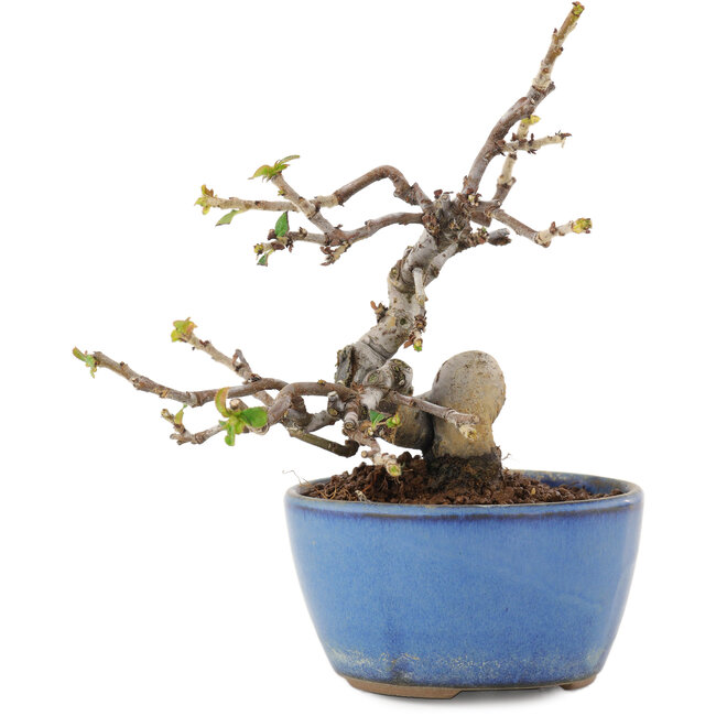 Pseudocydonia sinensis, 13,5 cm, ± 12 jaar oud