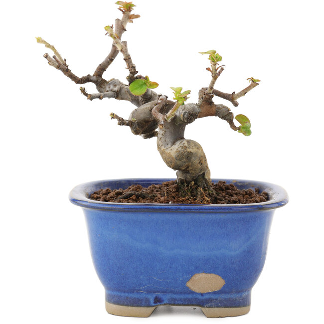 Pseudocydonia sinensis, 11 cm, ± 12 jaar oud