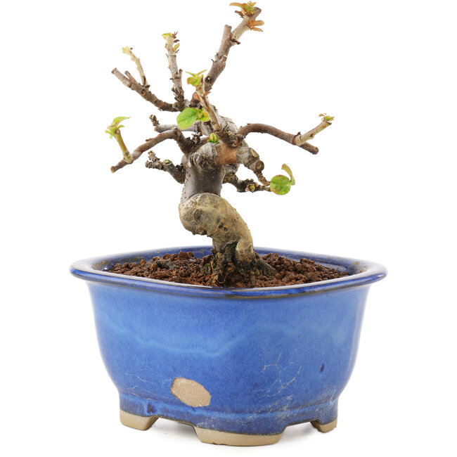 Pseudocydonia sinensis, 11 cm, ± 12 anni