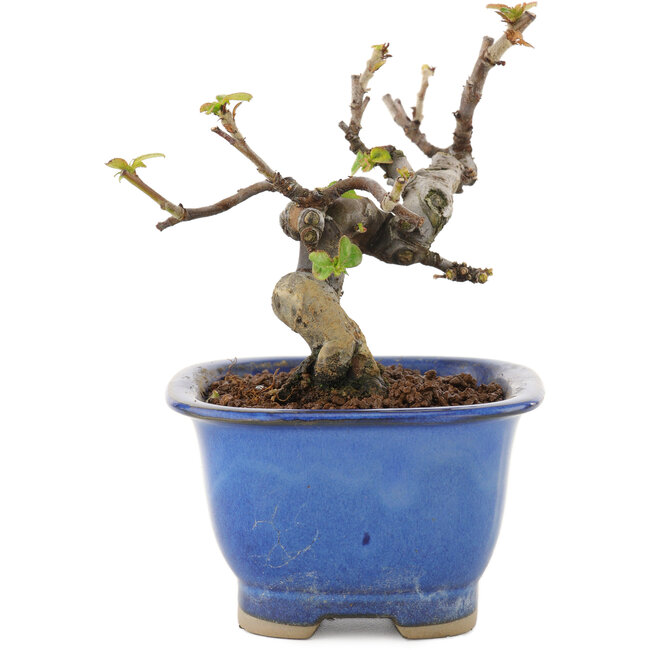 Pseudocydonia sinensis, 11 cm, ± 12 years old