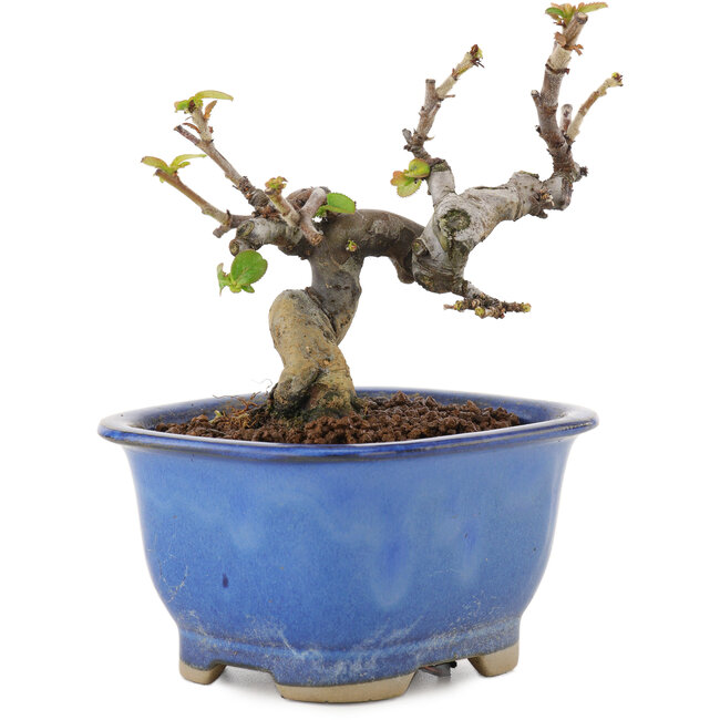 Pseudocydonia sinensis, 11 cm, ± 12 Jahre alt