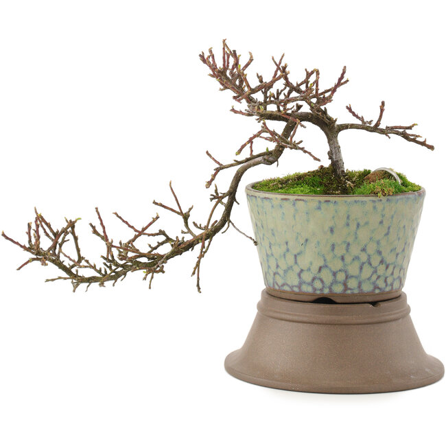 Cotoneaster horizontaleis, 18 cm, ± 6 jaar oud