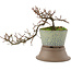 Cotoneaster horizontalis, 18 cm, ± 6 Jahre alt