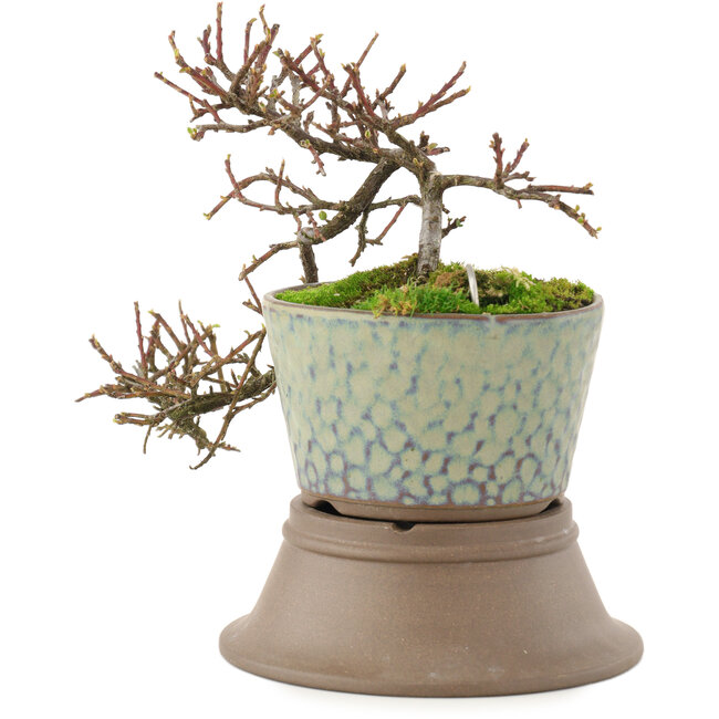 Cotoneaster horizontalis, 18 cm, ± 6 Jahre alt