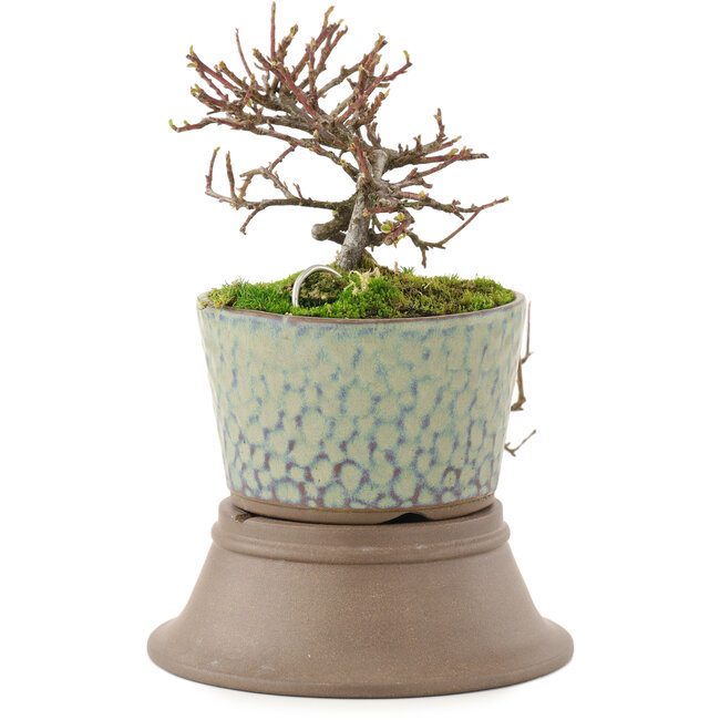 Cotoneaster horizontalis, 18 cm, ± 6 Jahre alt