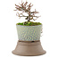 Cotoneaster horizontaleis, 18 cm, ± 6 jaar oud