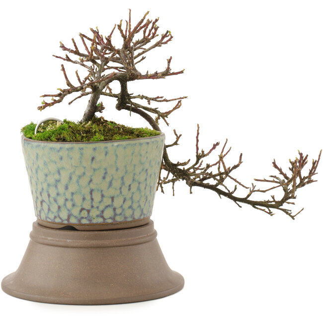 Cotoneaster horizontalis, 18 cm, ± 6 Jahre alt