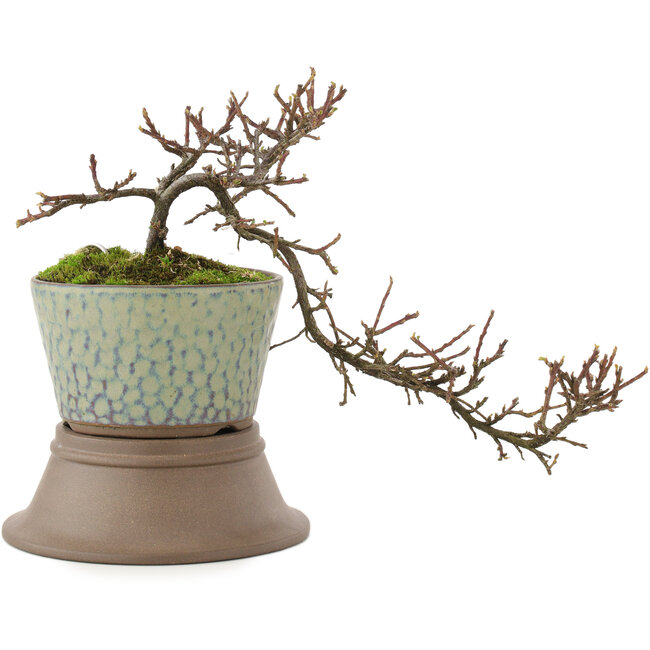 Cotoneaster horizontalis, 18 cm, ± 6 Jahre alt